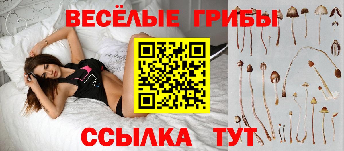 Галлюциногенные грибы Psilocybe Ейск